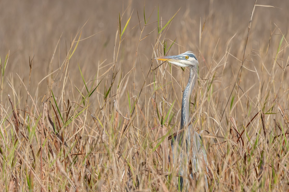 Garza Azulada - ML613289478