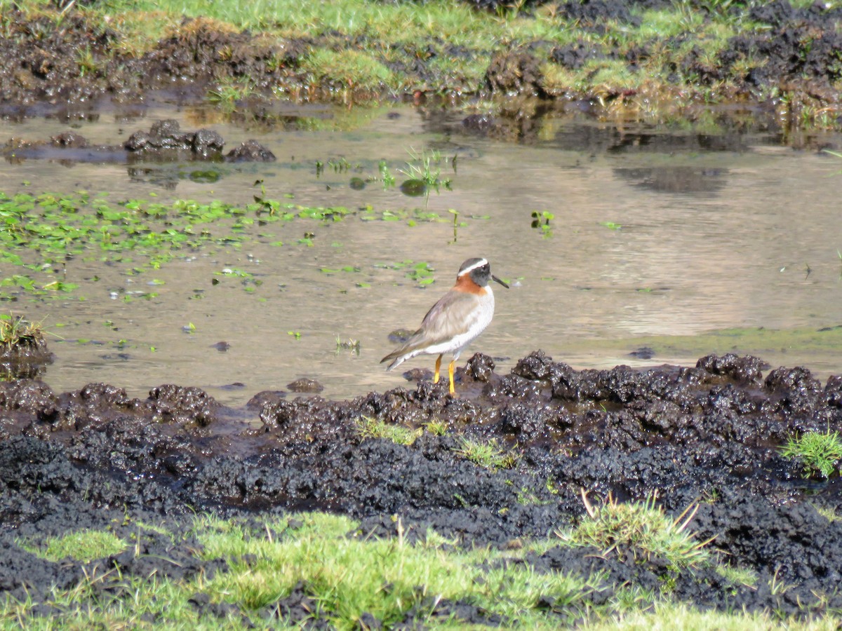 Diademed Sandpiper-Plover - ML613289539