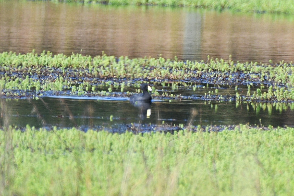 American Coot - Liz Harper