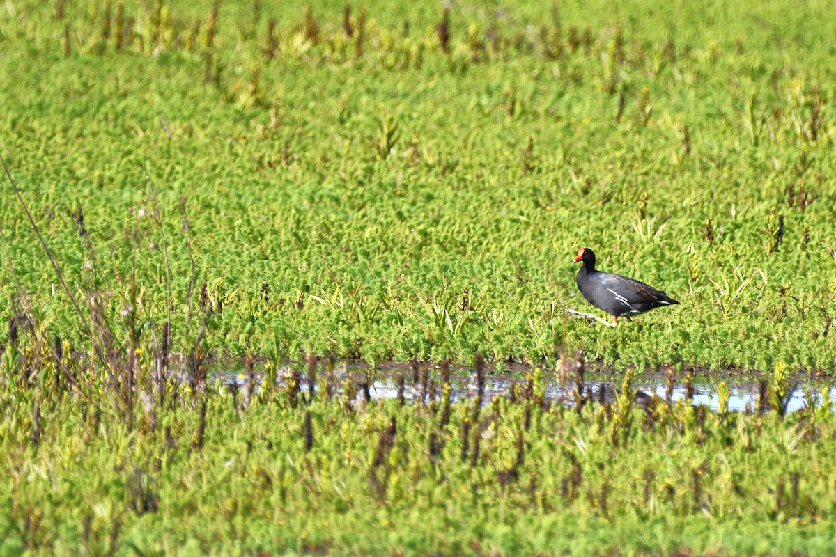 Common Gallinule - ML613289581