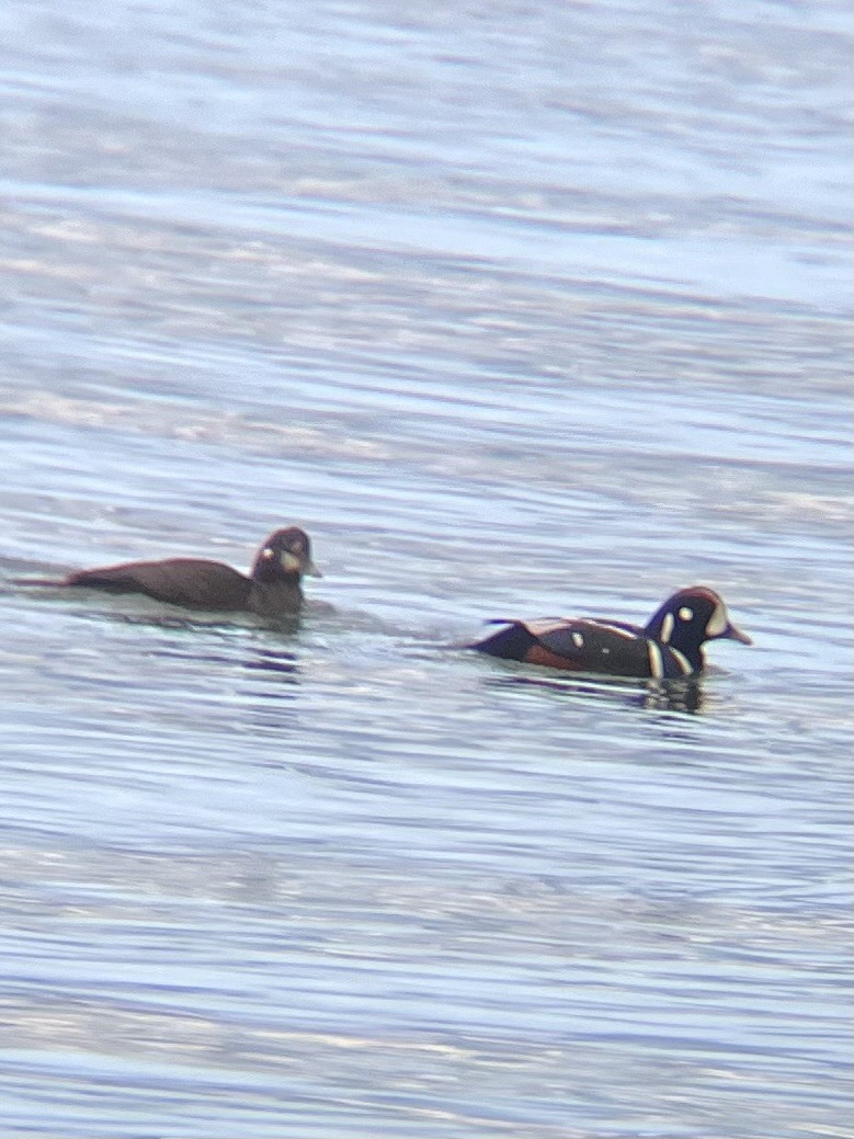 Harlequin Duck - ML613289632