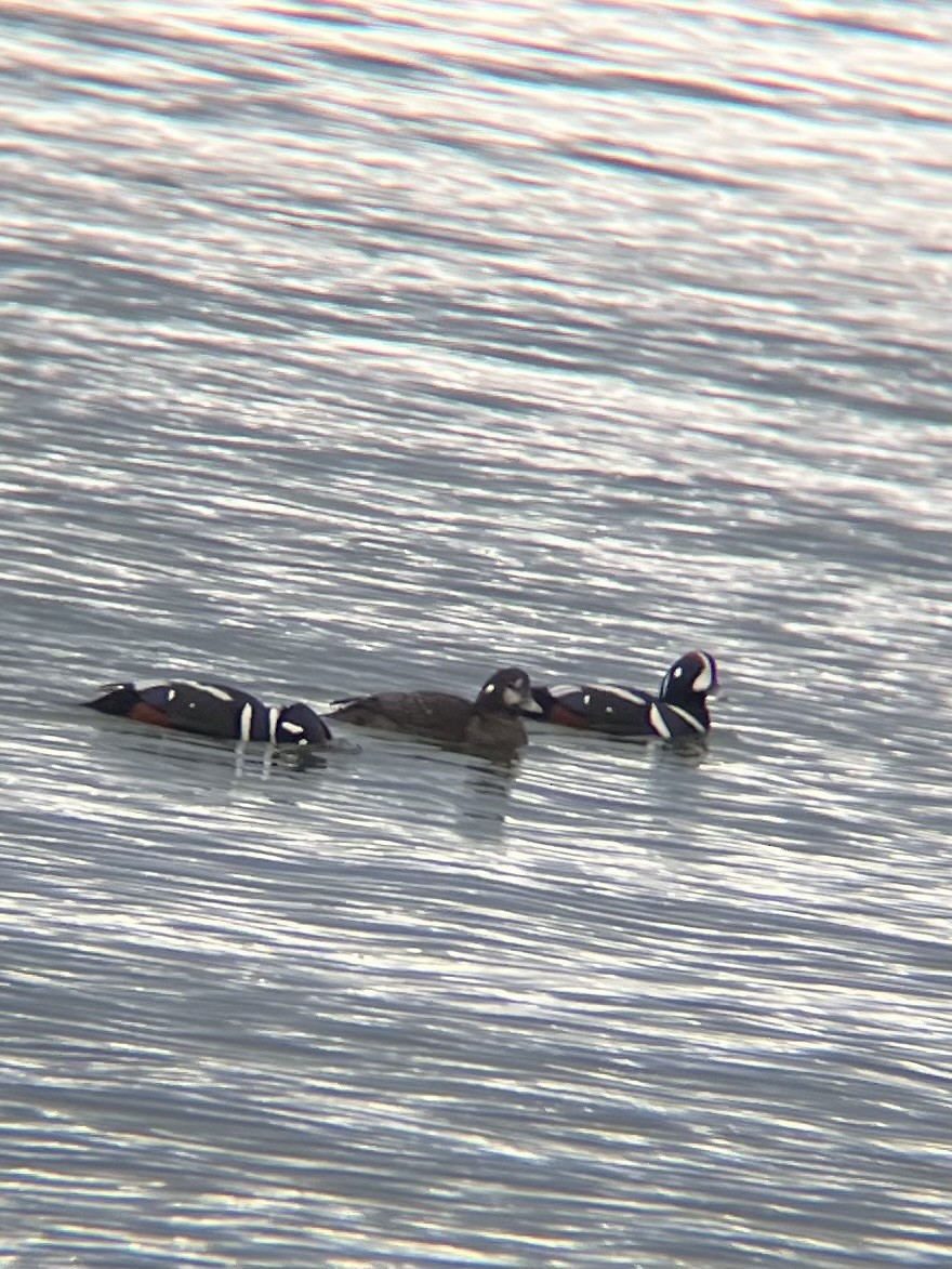 Harlequin Duck - ML613289633