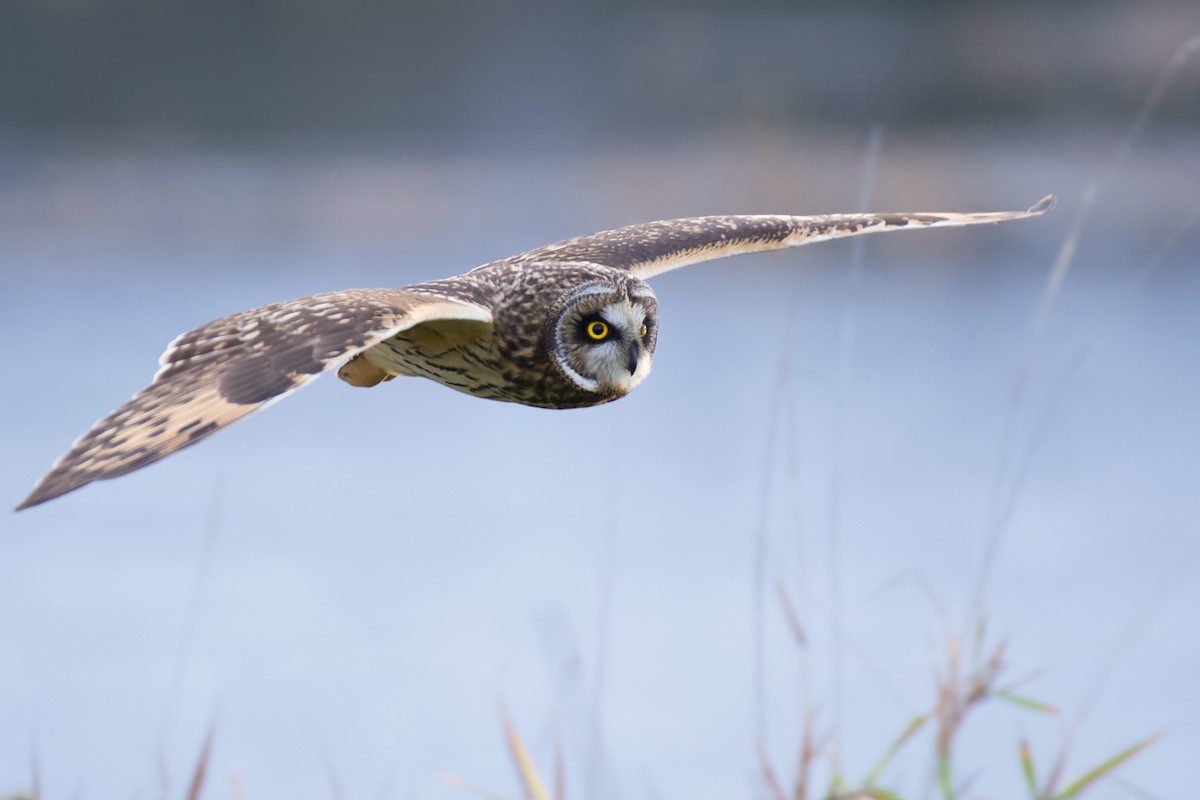 コミミズク - ML613289658