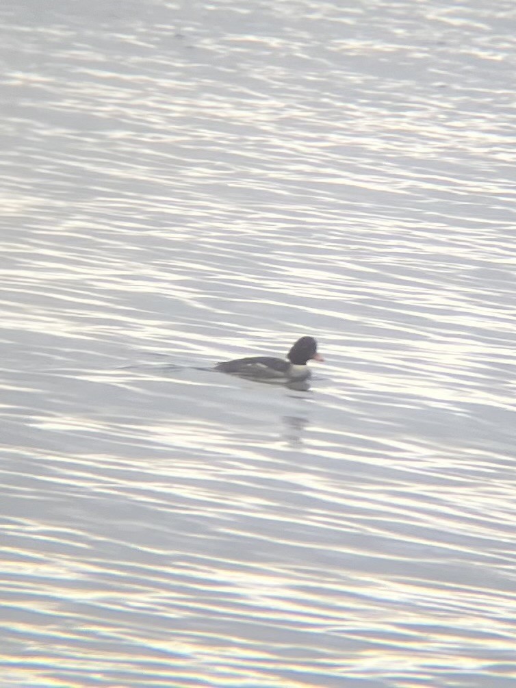 Barrow's Goldeneye - ML613289667