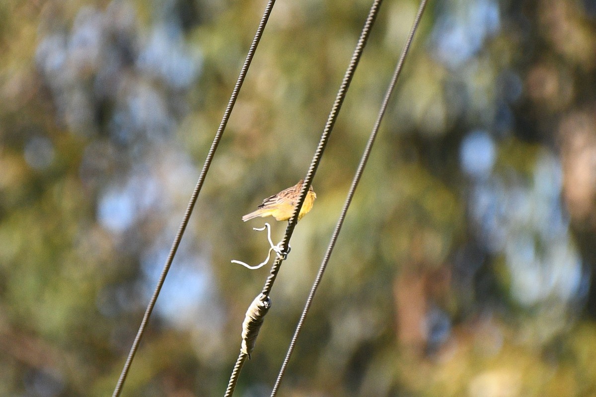 Grassland Yellow-Finch - ML613289699