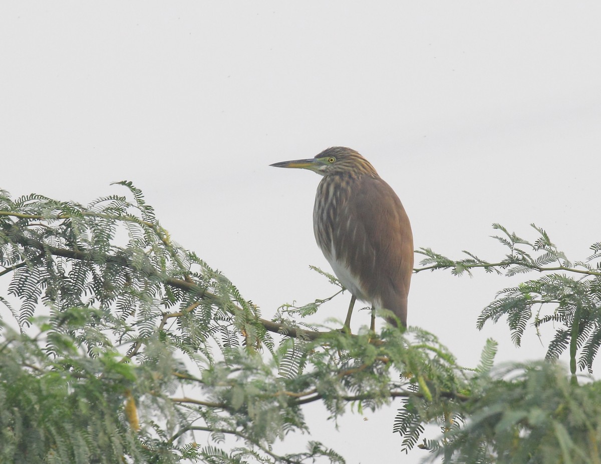 Indian Pond-Heron - ML613289700