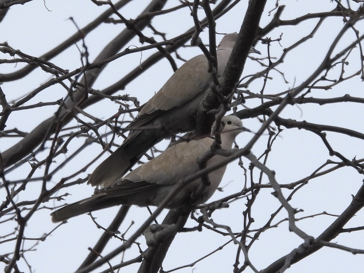 Eurasian Collared-Dove - ML613289711