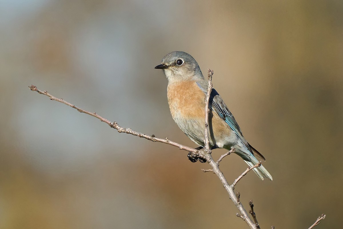 Western Bluebird - Beata Milhano