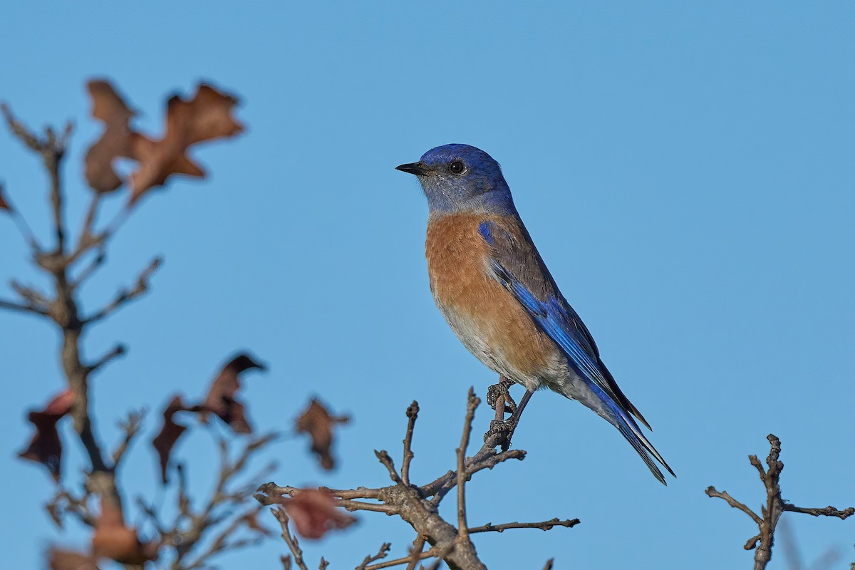 Western Bluebird - Beata Milhano