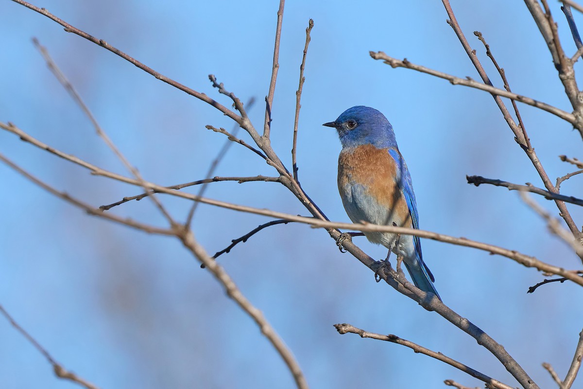 Western Bluebird - ML613289797