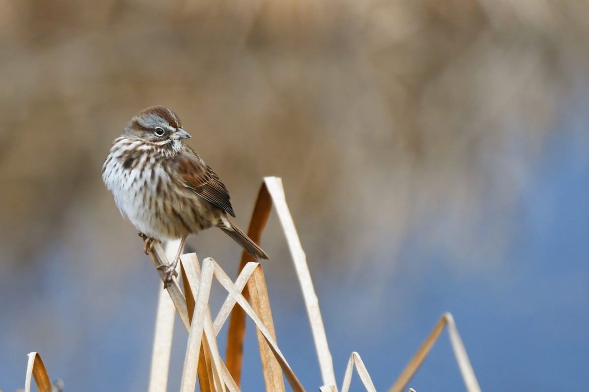 ウタスズメ - ML613289802