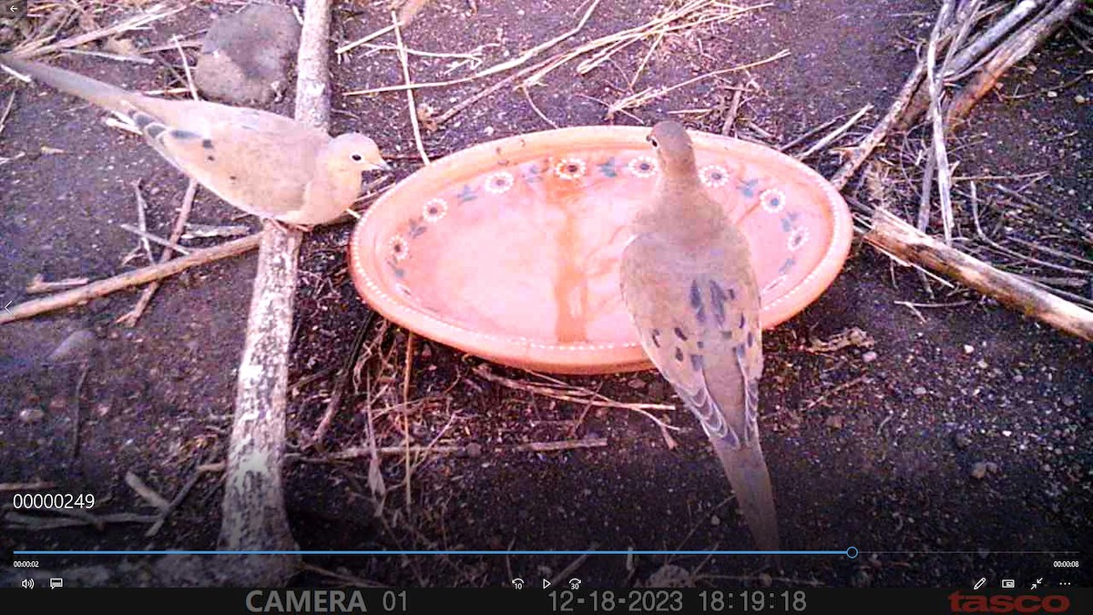 Mourning Dove - ML613289817