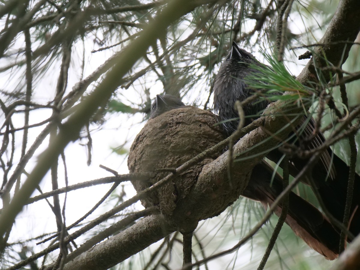 Apostlebird - ML613289978