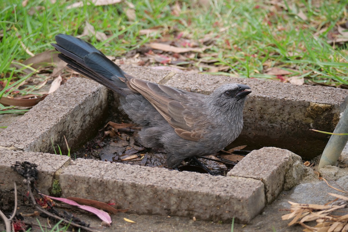 Apostlebird - ML613289981