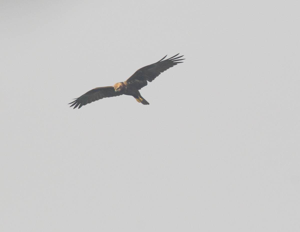 Booted Eagle - Patty & Kevin 👀👂🏻🦆 McKelvey