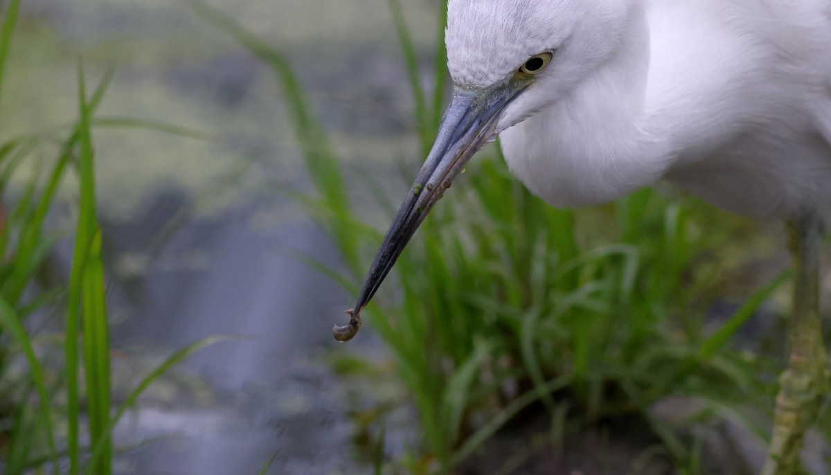 Little Blue Heron - Matthew Brown