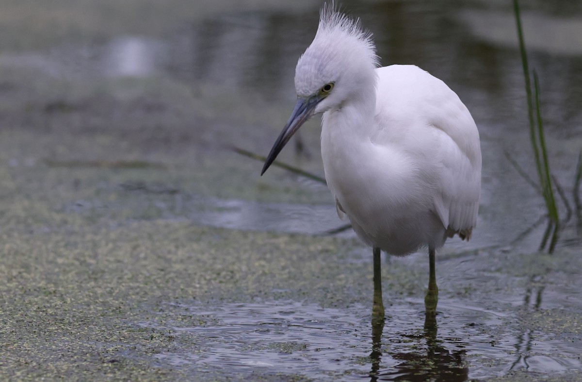 Little Blue Heron - Matthew Brown