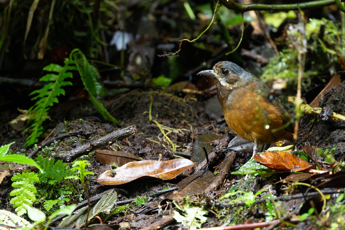 Moustached Antpitta - ML613290108