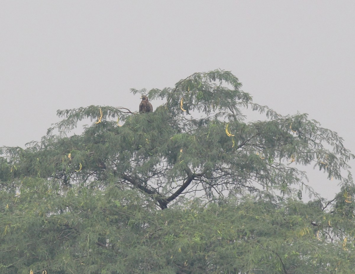 Booted Eagle - ML613290114