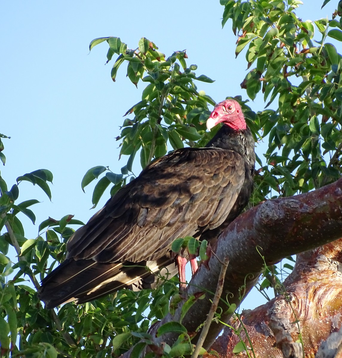 Turkey Vulture - Elsa Santana Figueras
