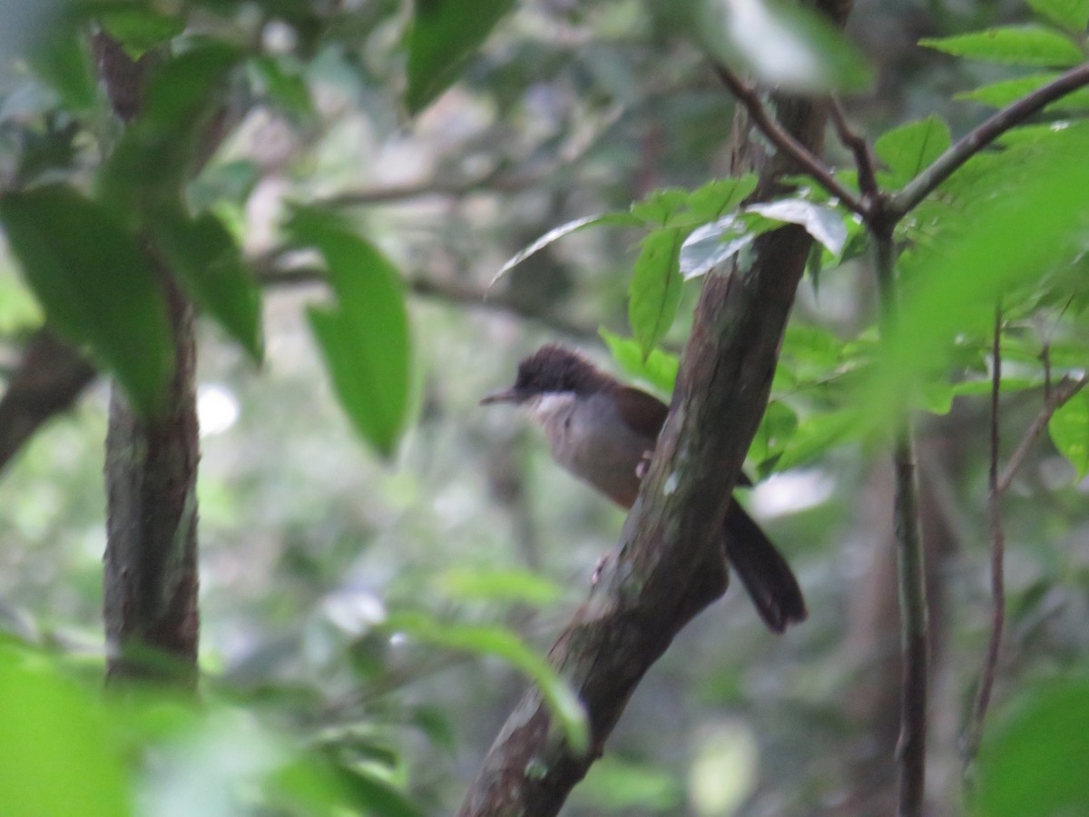 Wayanad Laughingthrush - ML613290178