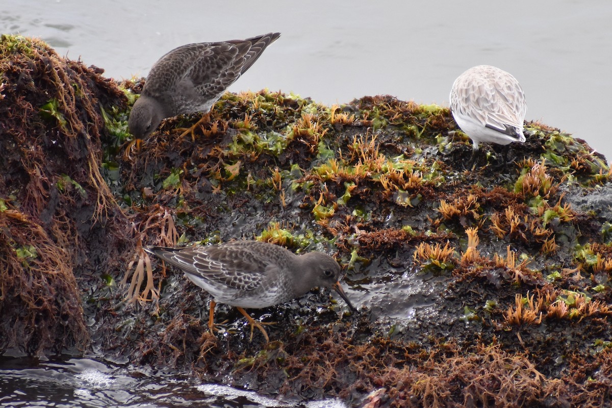 Purple Sandpiper - ML613290212