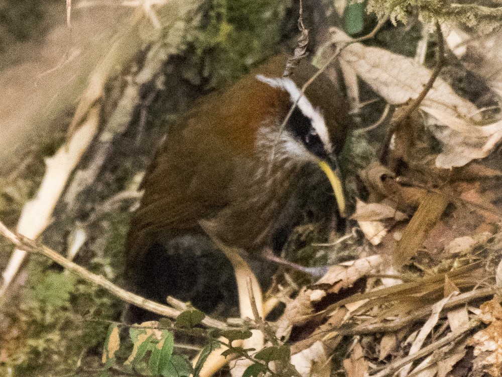 Streak-breasted Scimitar-Babbler - ML613290236