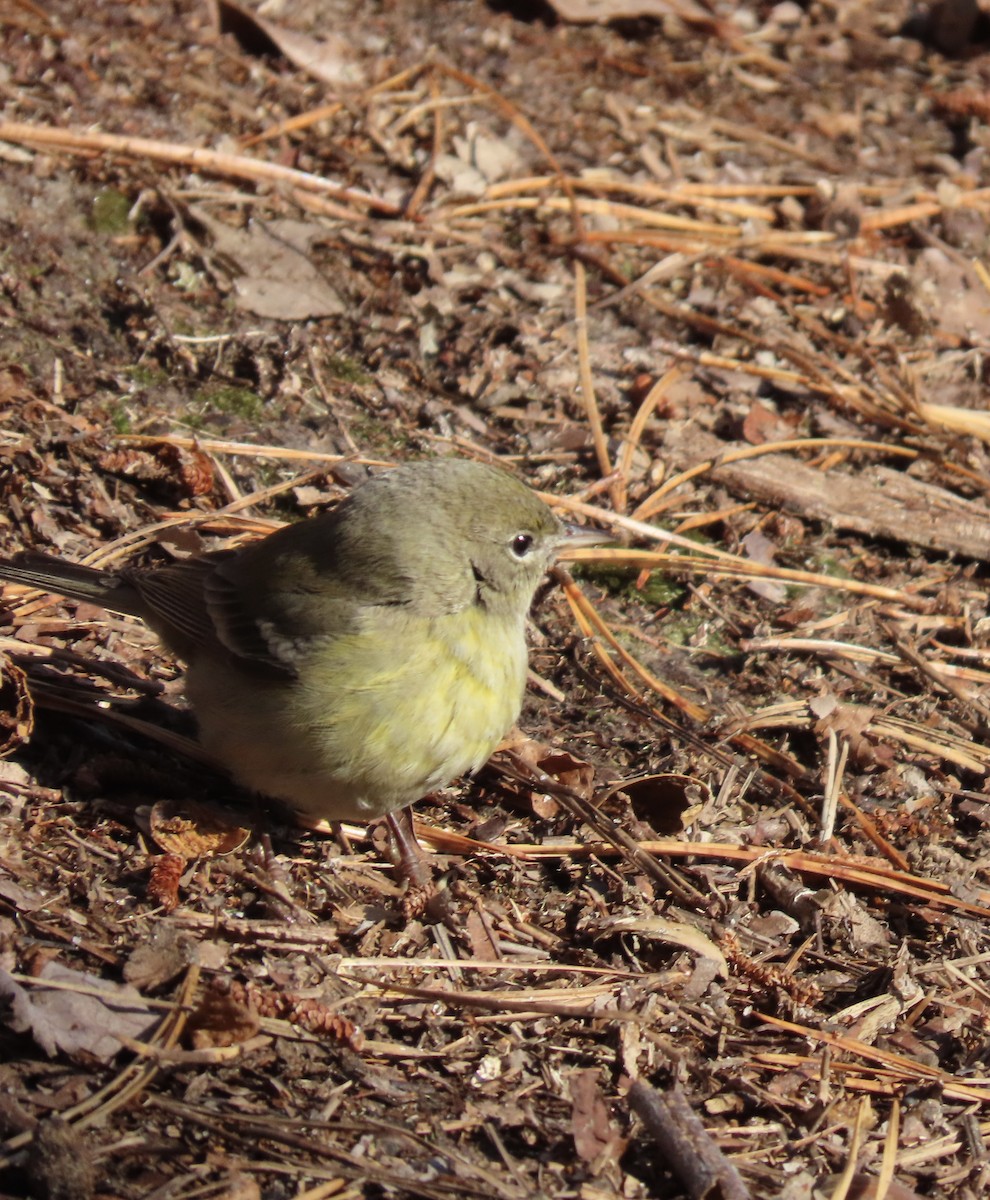 Pine Warbler - Steve Droste