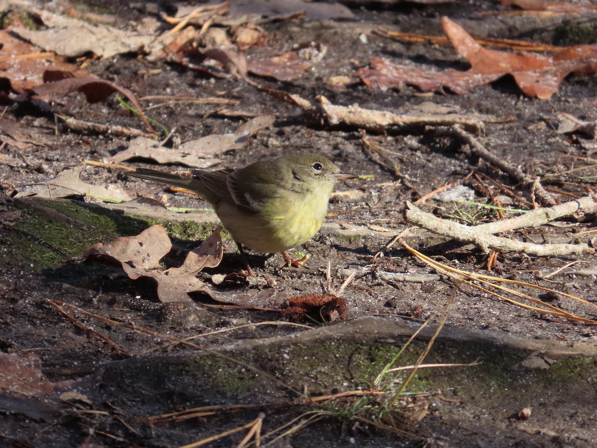 Pine Warbler - ML613290264