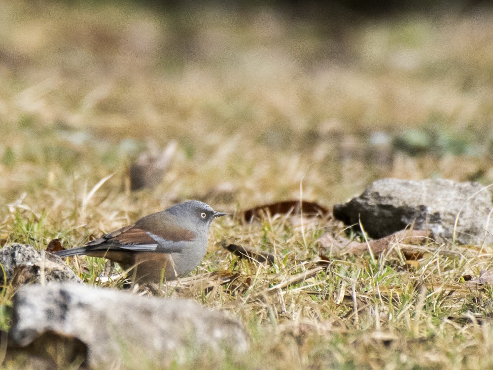 Maroon-backed Accentor - ML613290278