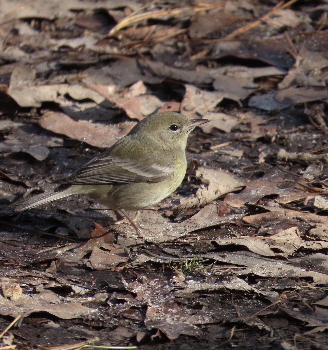 Pine Warbler - ML613290291