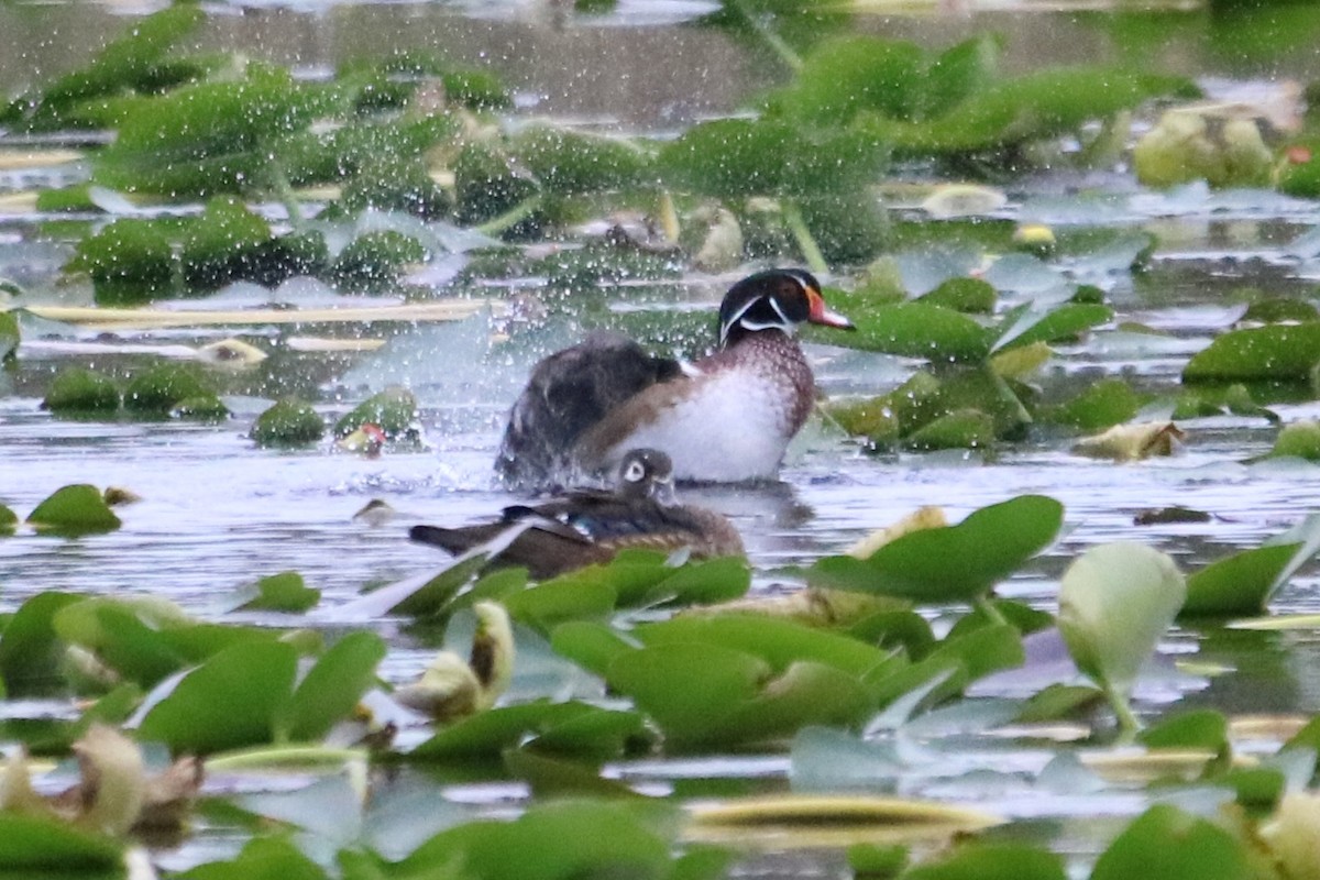 Wood Duck - ML613290347