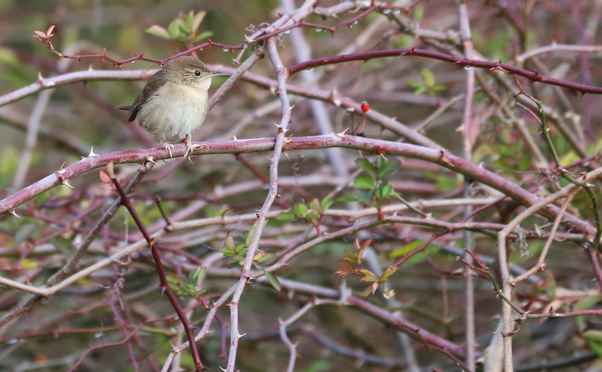 House Wren (Northern) - ML613290399