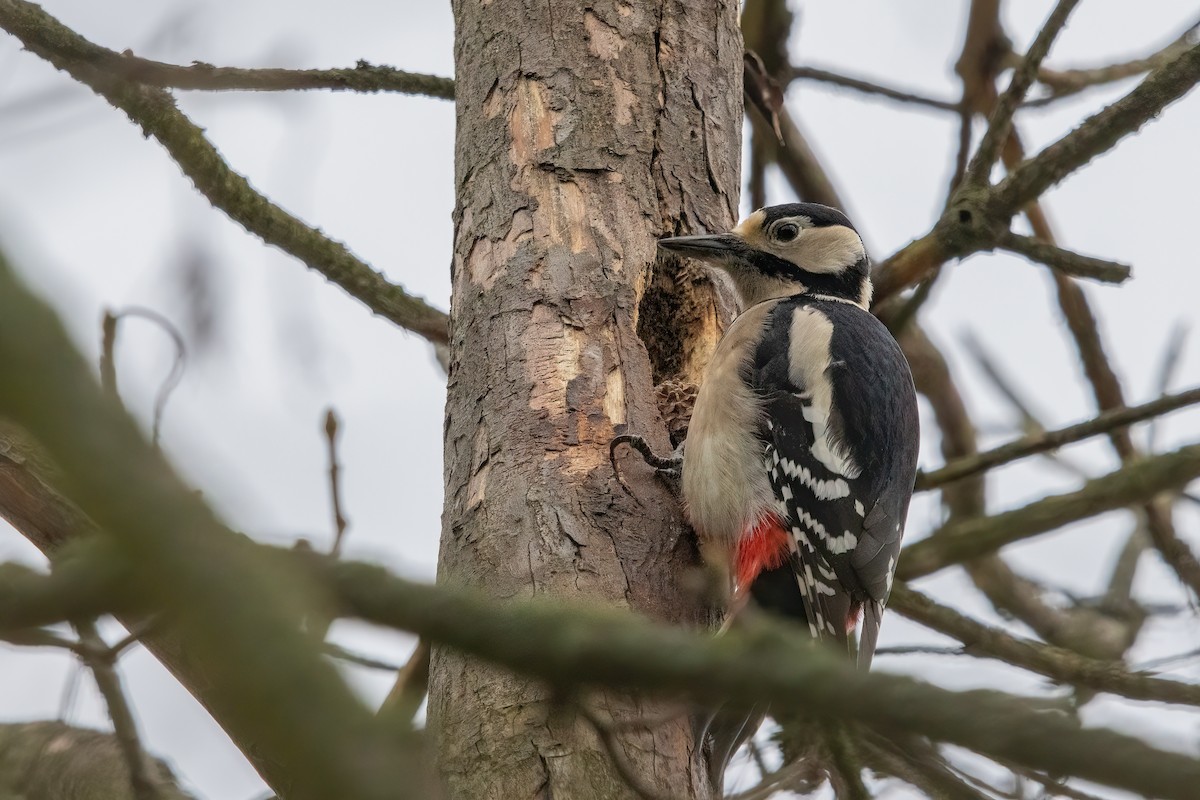 Great Spotted Woodpecker - ML613290464