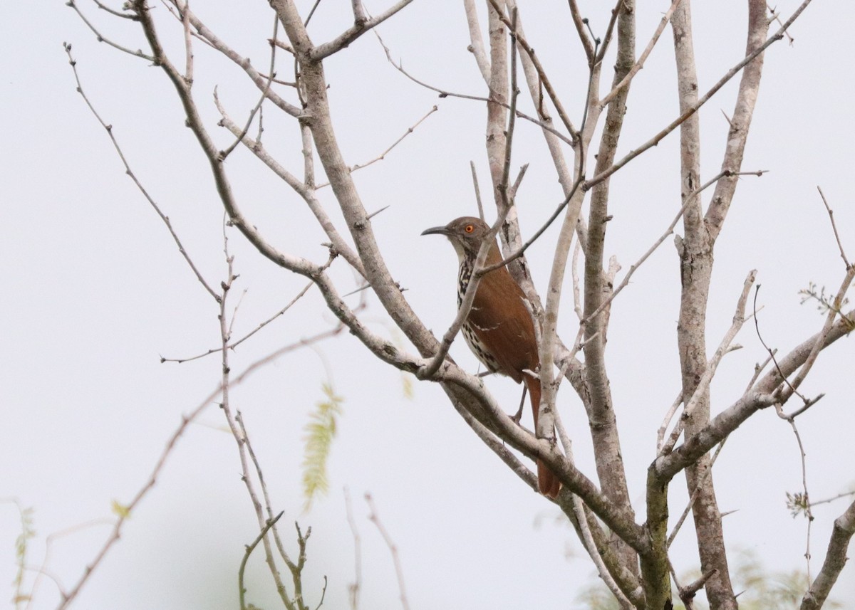 Long-billed Thrasher - ML613290499