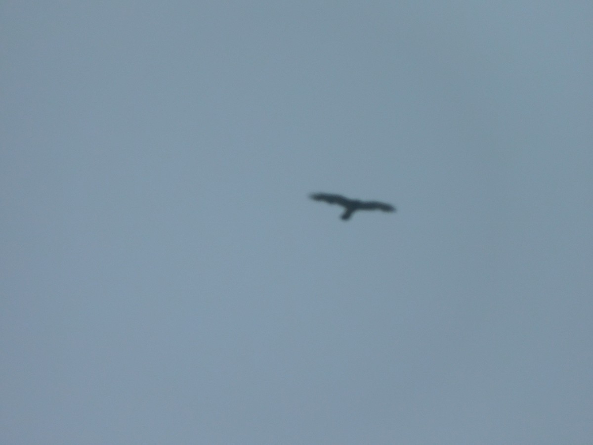 Brown Goshawk - George Vaughan