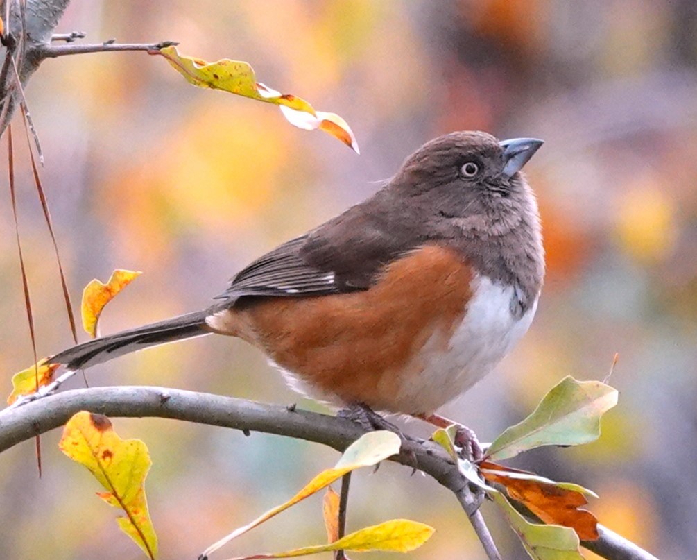 Eastern Towhee - Nancy Edmondson