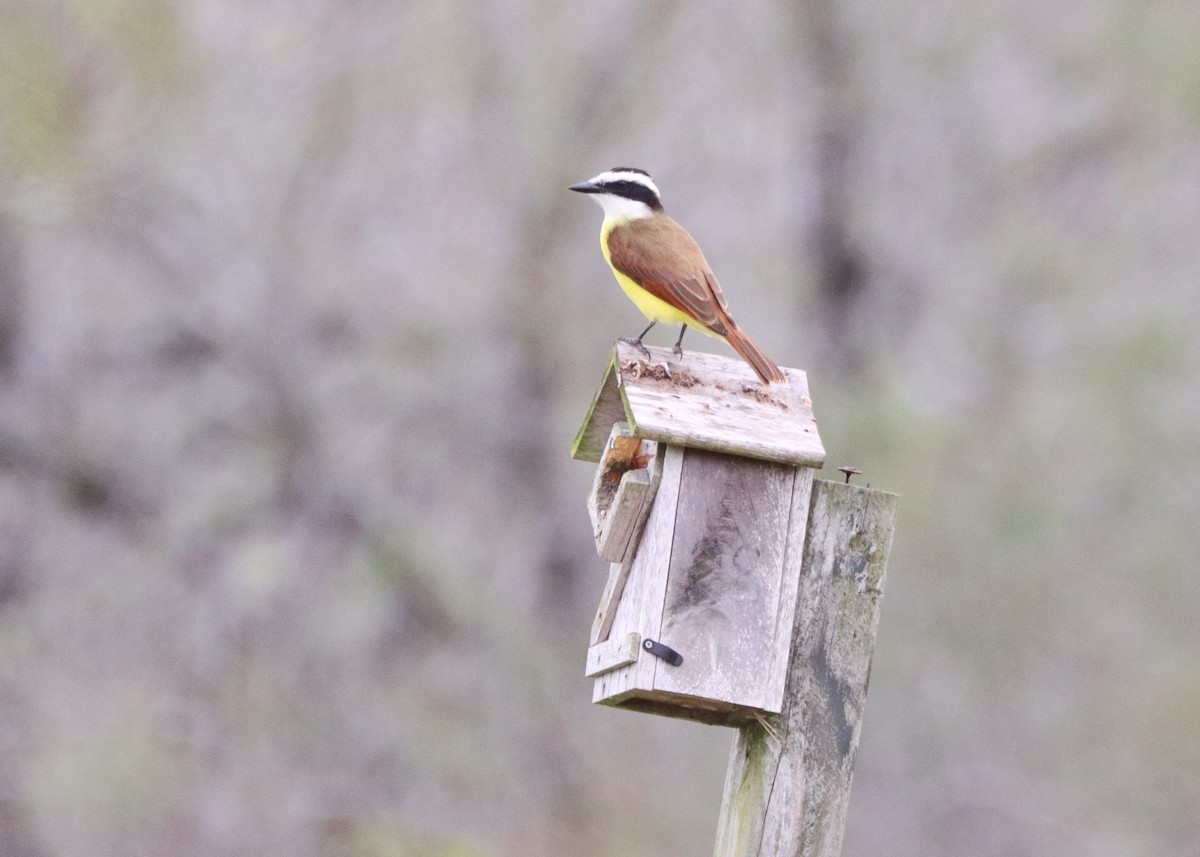 Great Kiskadee - ML613290634