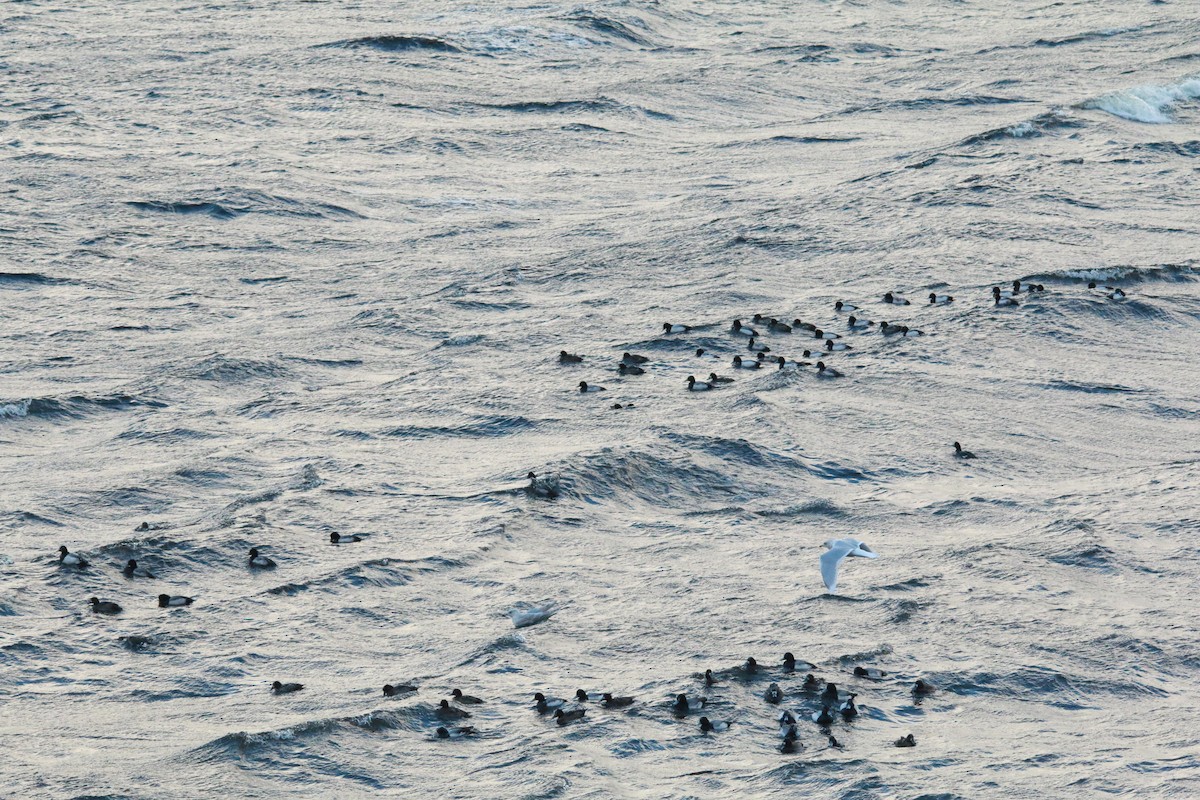 Greater Scaup - ML613290759