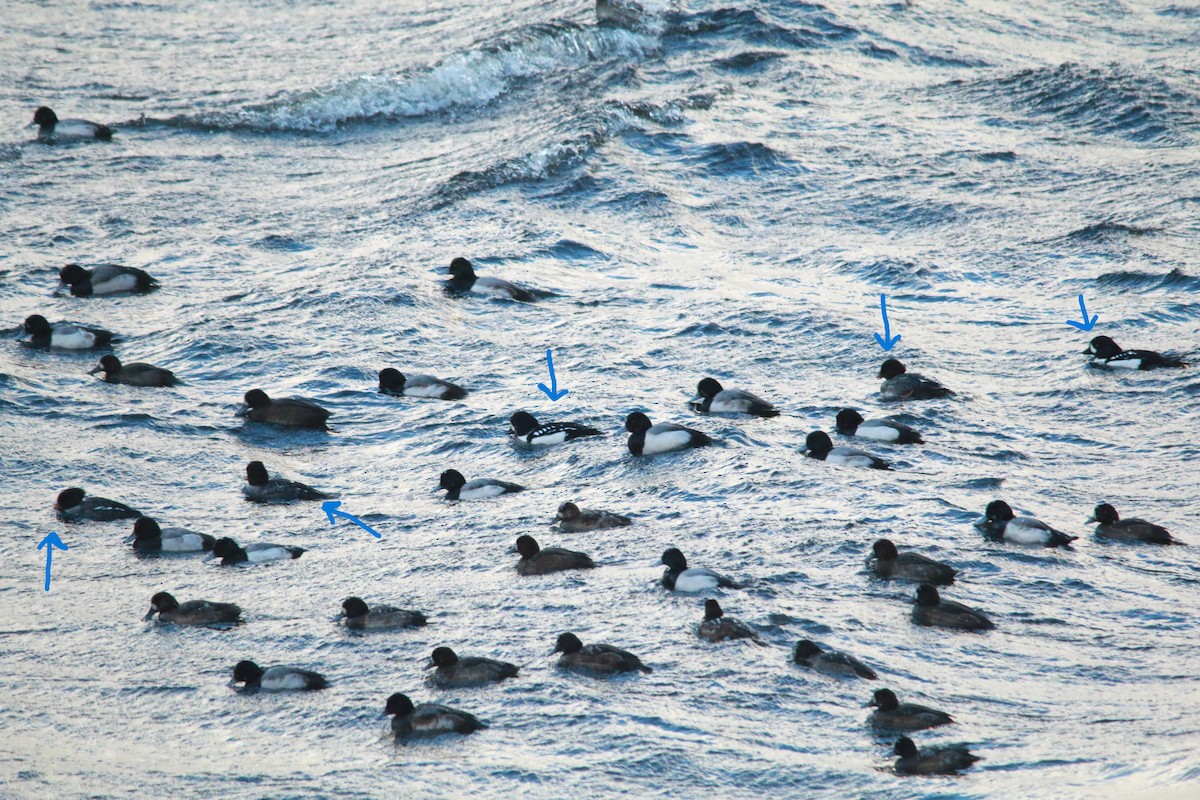 Barrow's Goldeneye - ML613290783