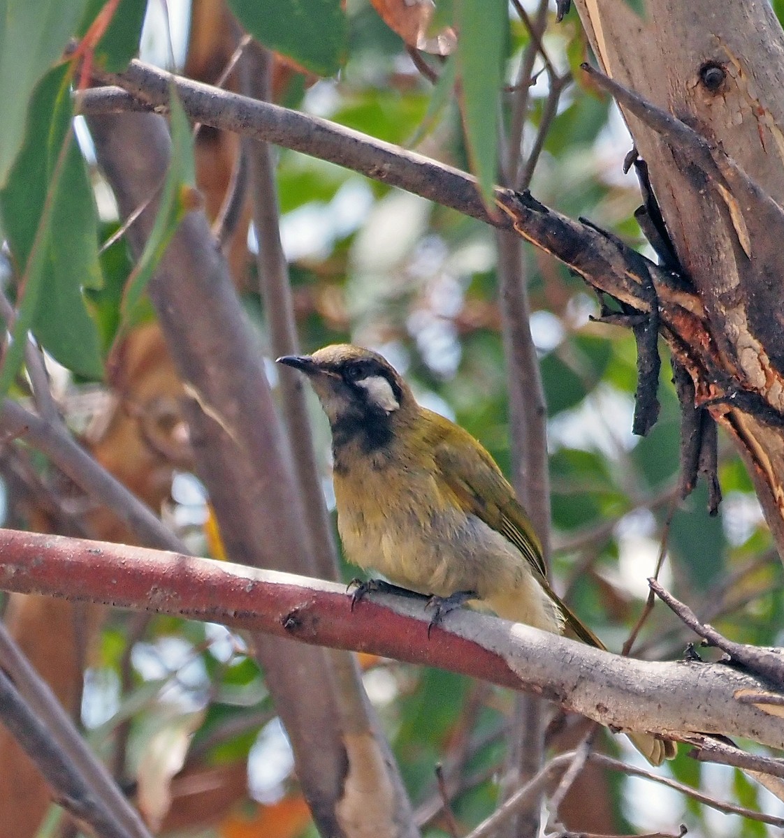 White-eared Honeyeater - ML613290799