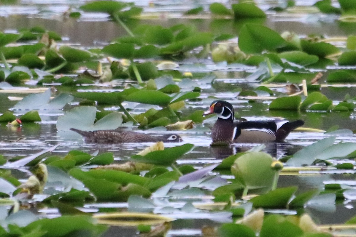 Wood Duck - ML613290817