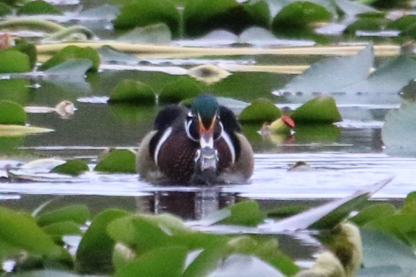 Wood Duck - ML613290848