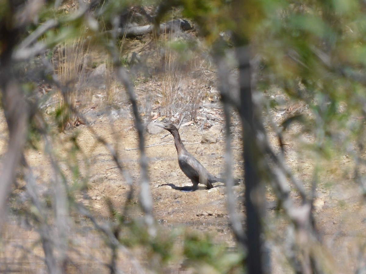 Little Black Cormorant - ML613290914