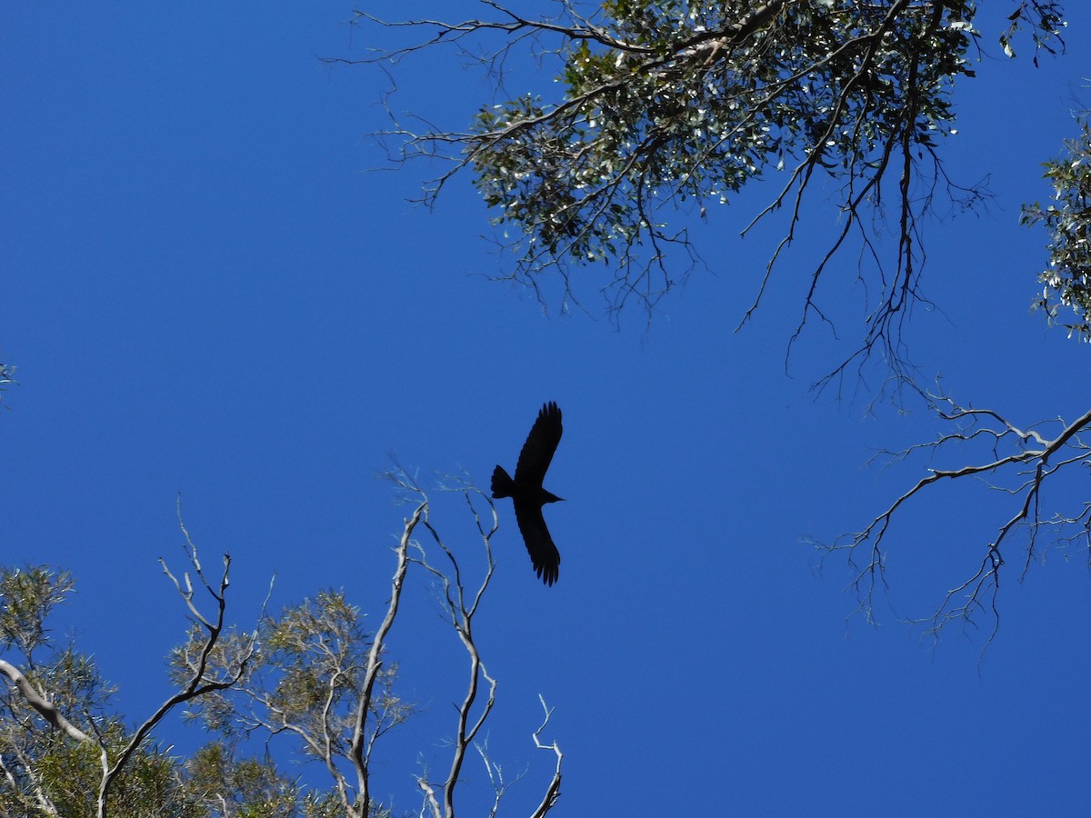 Corbeau de Tasmanie - ML613290929