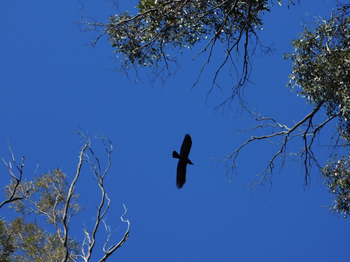 Corbeau de Tasmanie - ML613290930