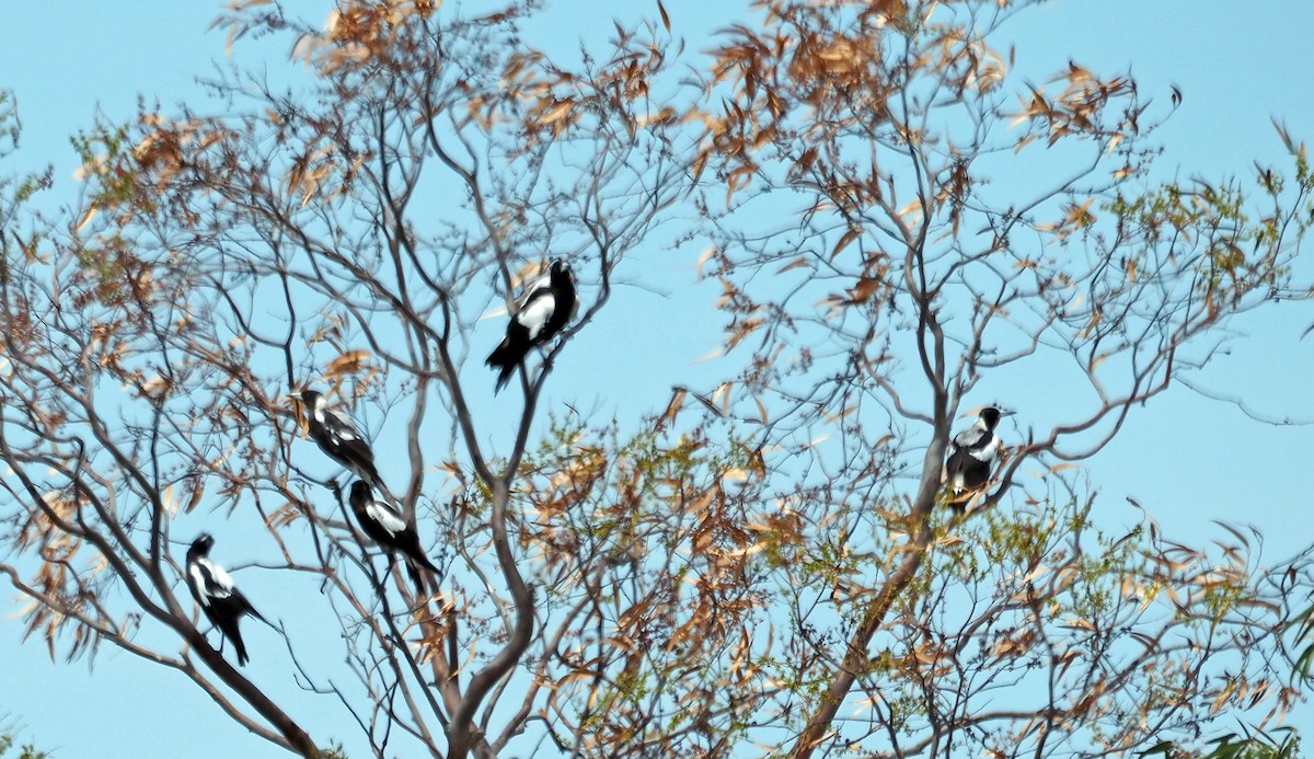 Australian Magpie - ML613291079