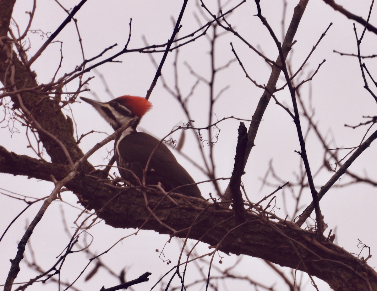 Pileated Woodpecker - ML613291100