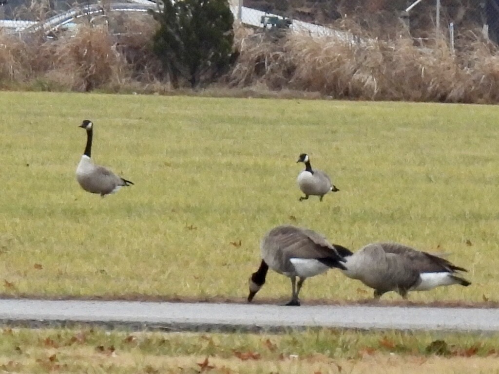 Cackling Goose - Jana Singletary