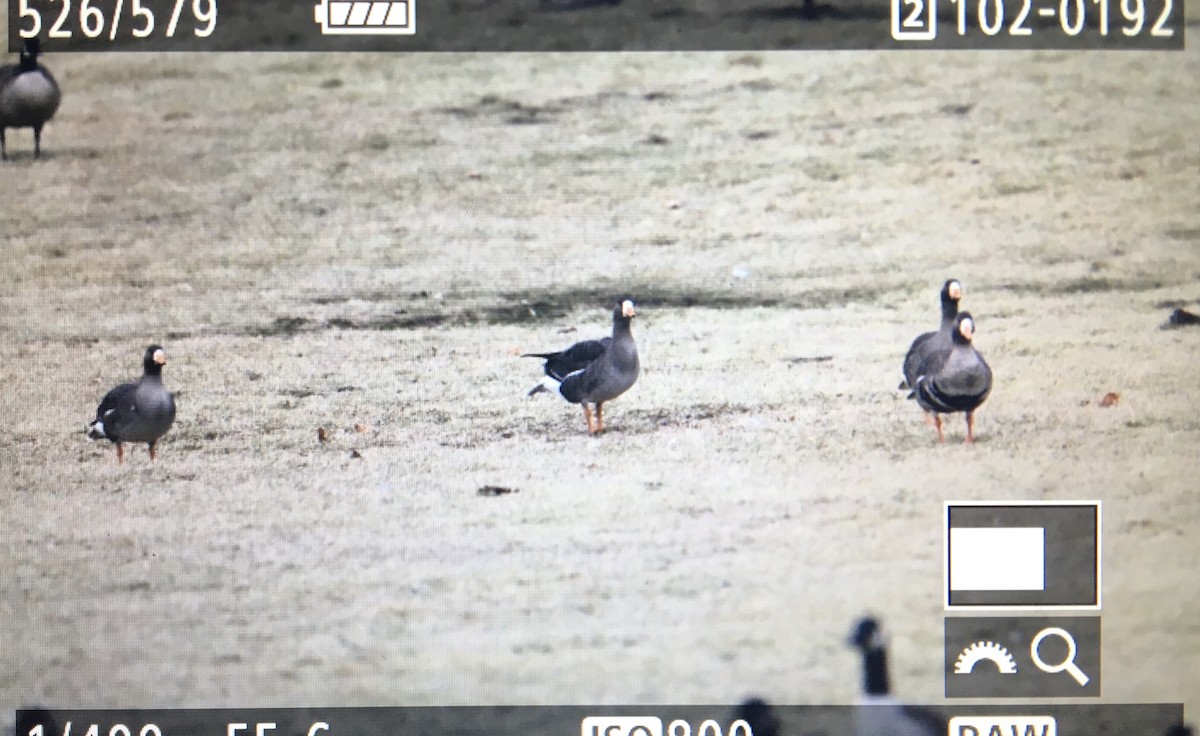 Greater White-fronted Goose - Stefan Minnig